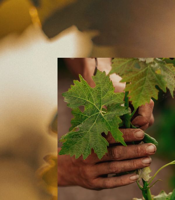 Média double la feuille de vigne