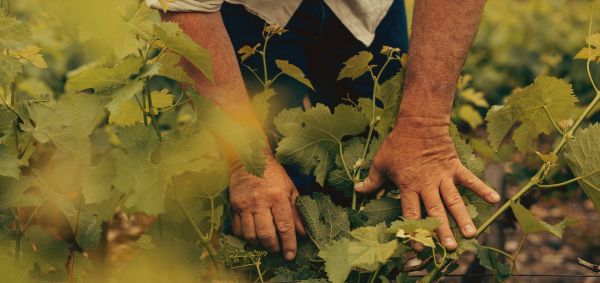 Observer la feuille de vigne